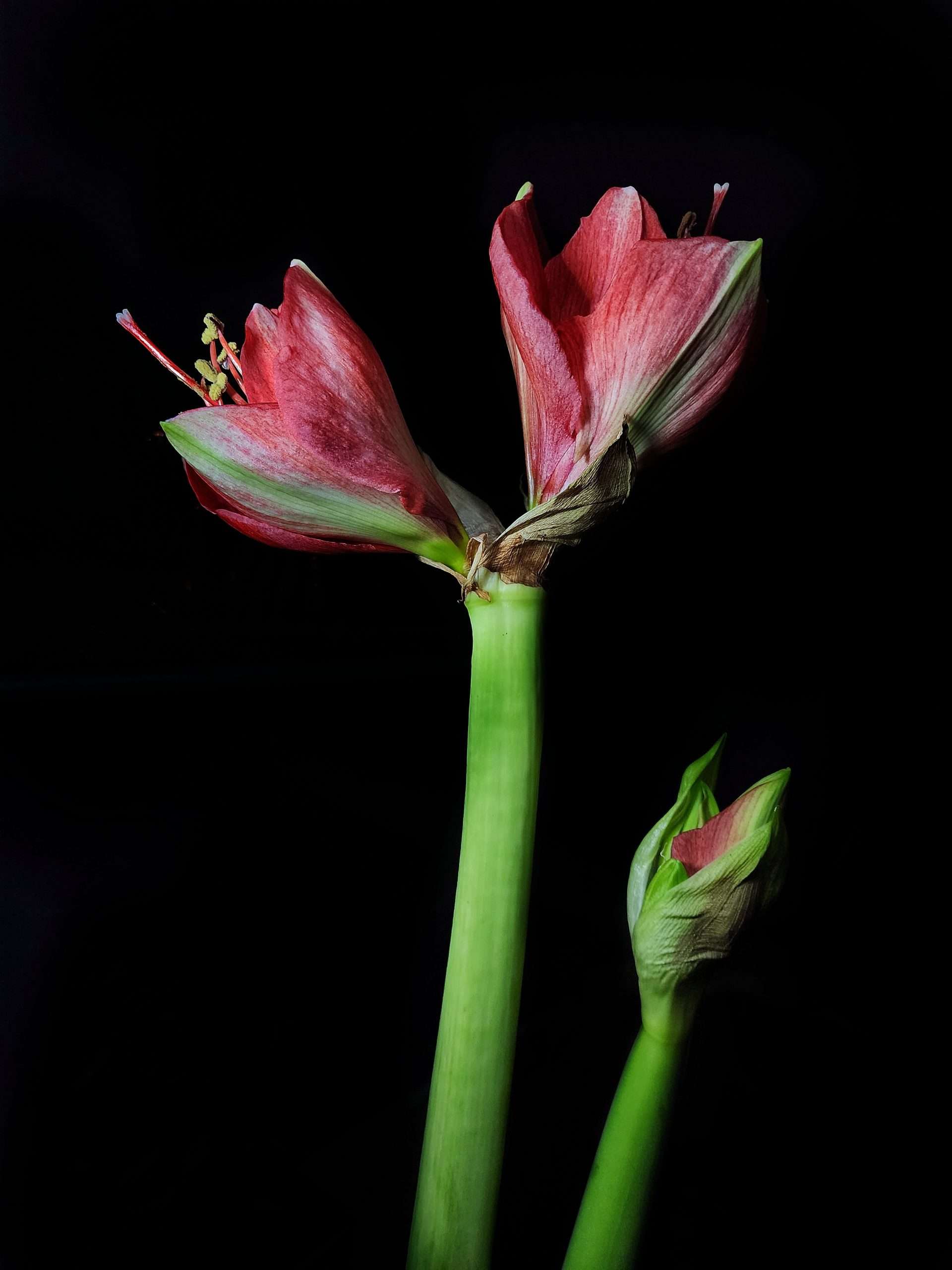 Amaryllis Bloom