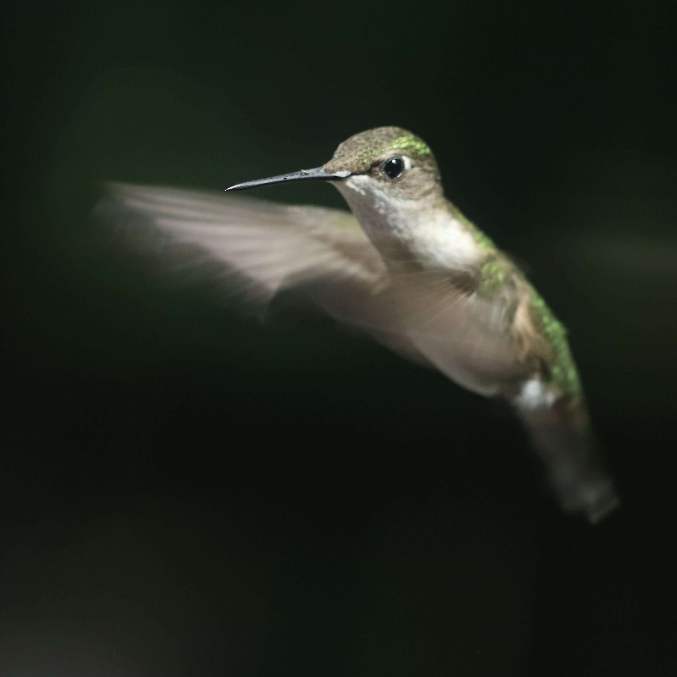 Hummingbird Portrait