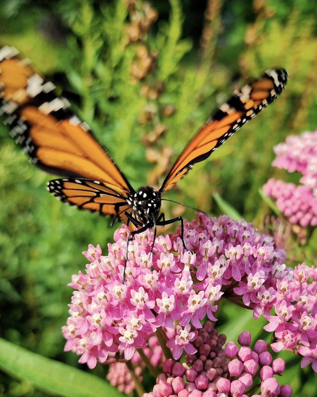 Monarch Butterfly on Milkweed Flowers