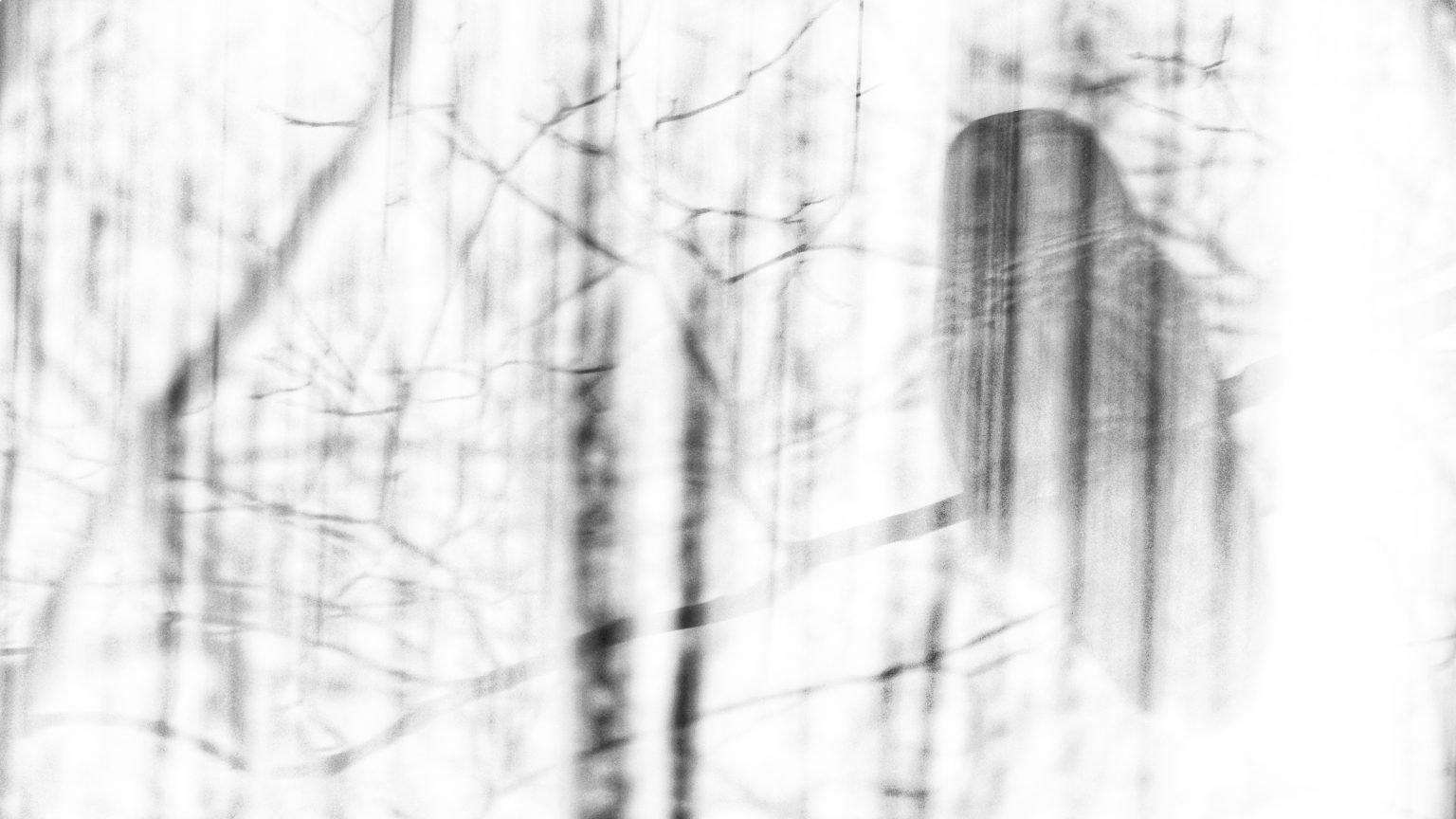Blurred Barred Owl