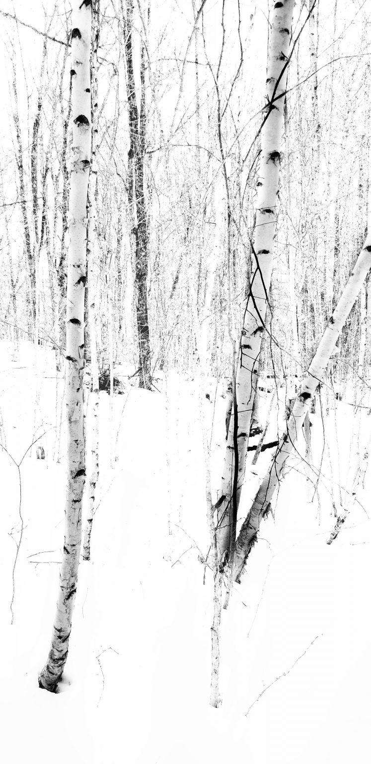 Birches in the Snow