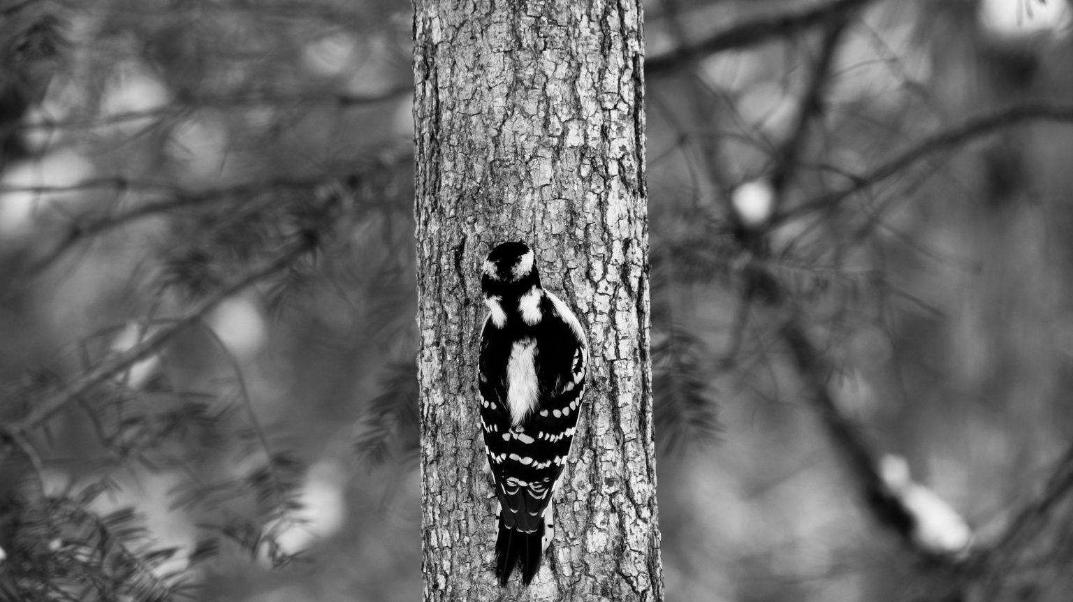 Woodpecker in Black and White