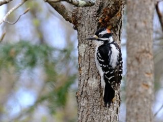 Male Downy Woodpecker in the Forest