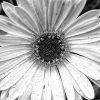 Gerbera in Black and White