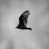 Turkey Vulture in Flight