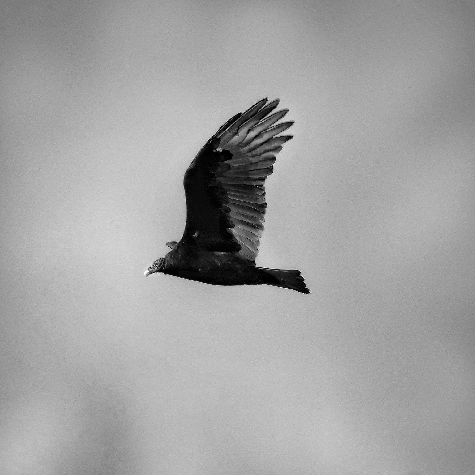 Turkey Vulture in Flight