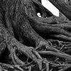 Tree Roots by Ritchie Falls in Black and White