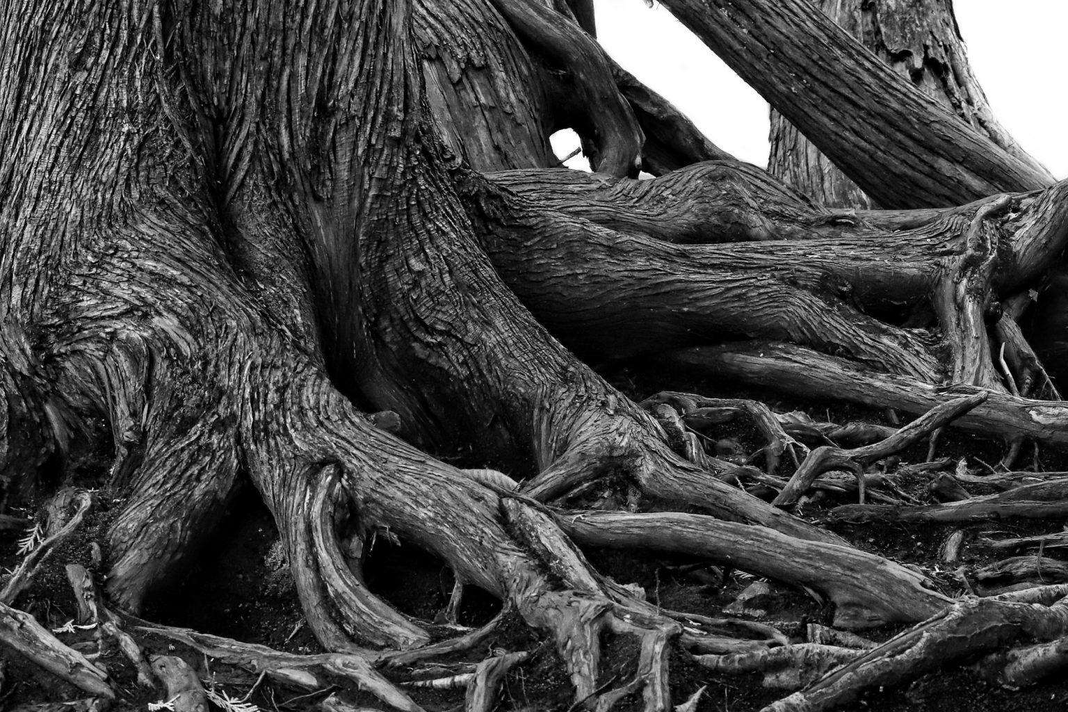Tree Roots by Ritchie Falls in Black and White