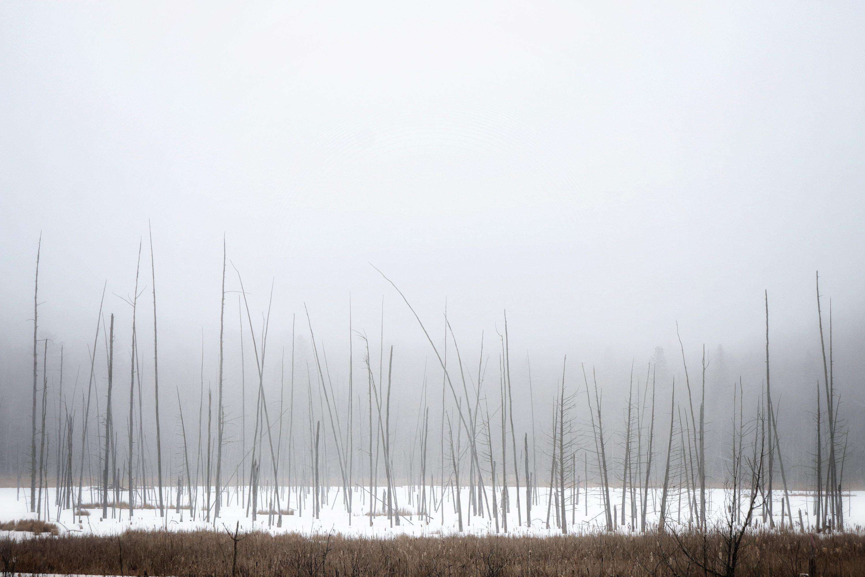 Gelert Marsh Peaceful Winter View