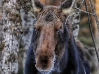Moose in the Trees