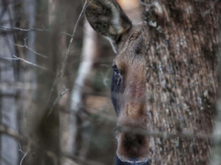 Peek-a-Boo Moose