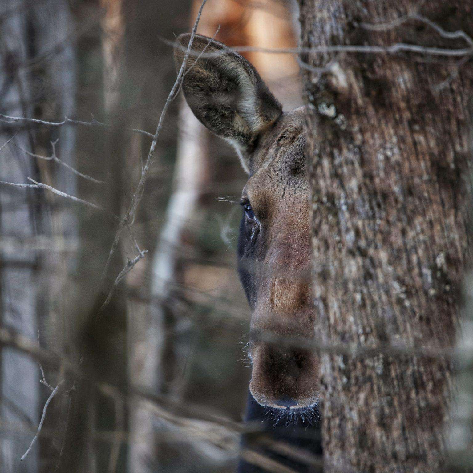 Peek-a-Boo Moose