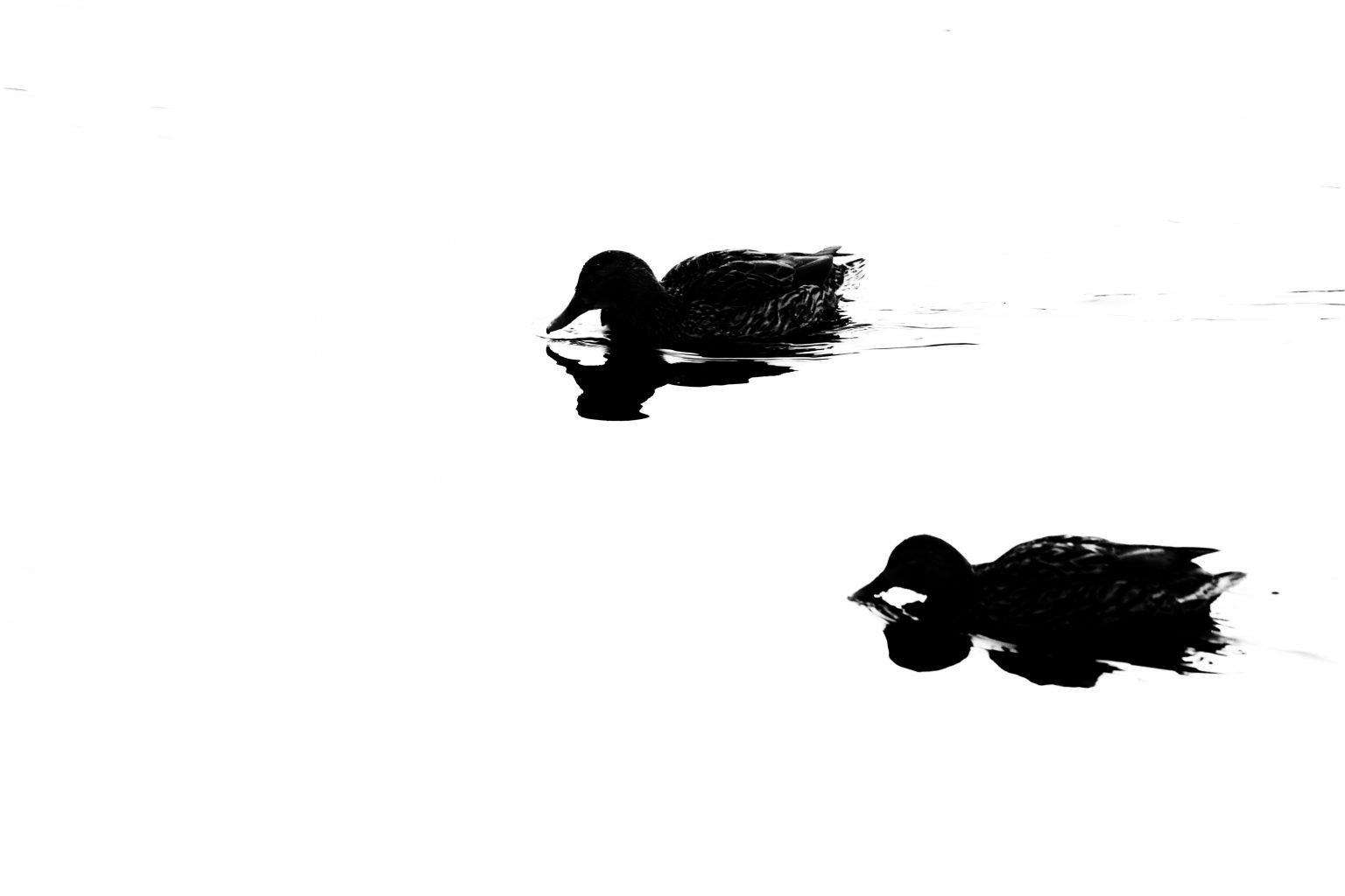 Double Ducks