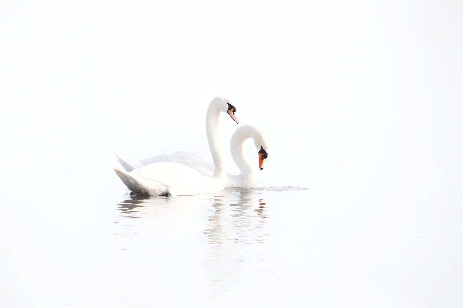 Delicate Mute Swan Couple