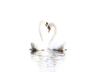 Mute Swan Couple in a Heart Shape