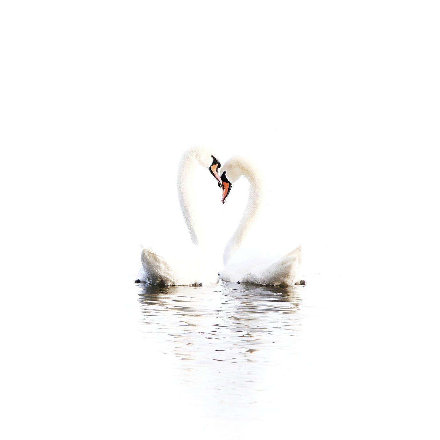 Mute Swan Couple in a Heart Shape
