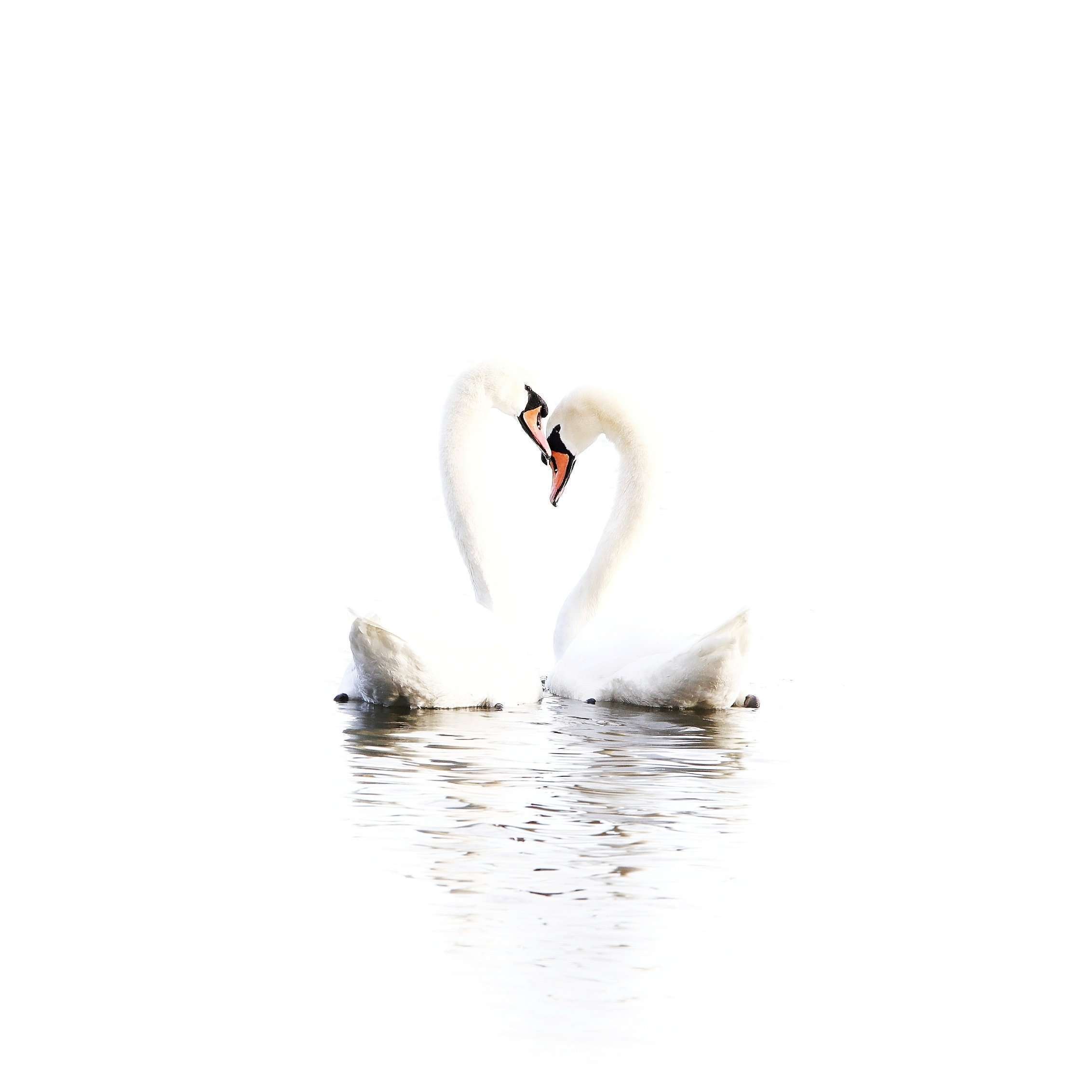 Heart-shaped Mute Swan Couple