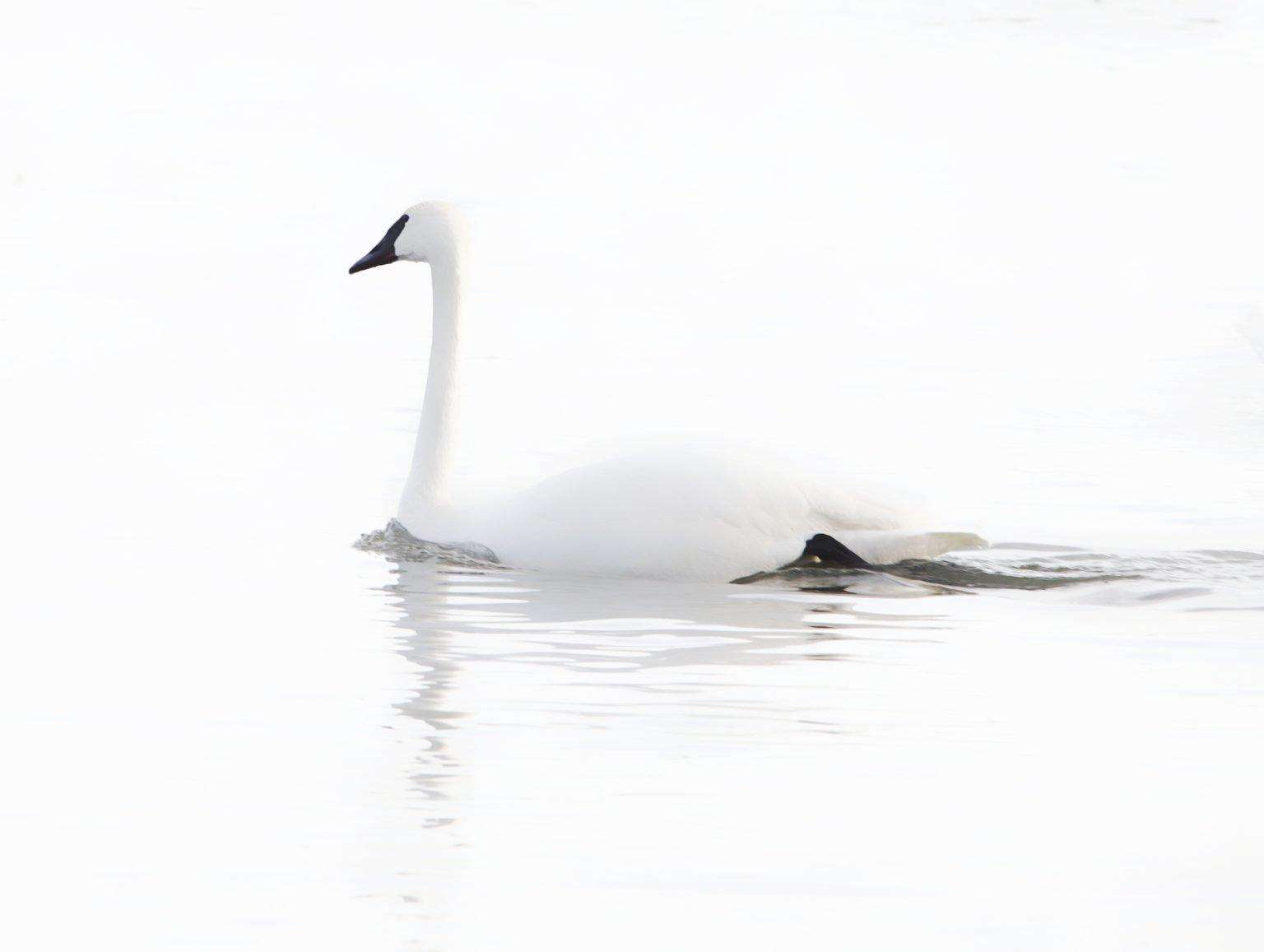 Trumpeter Swan in motion