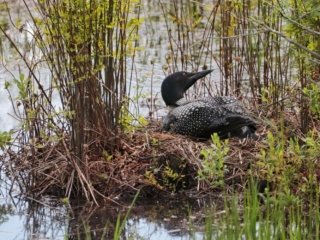 Loon on the Nest