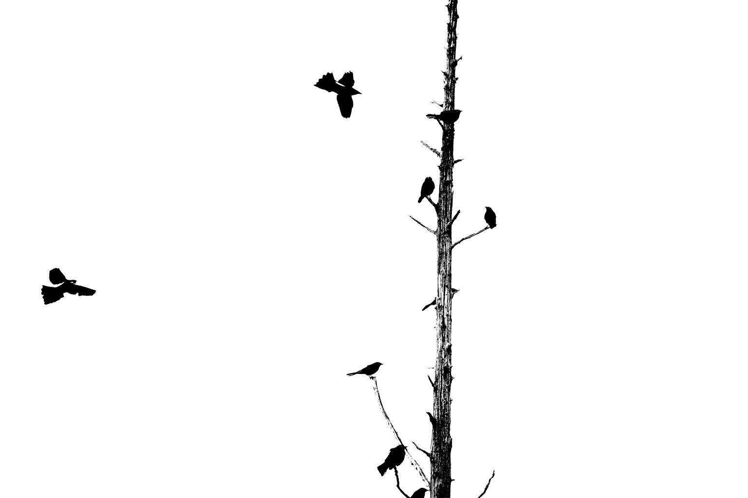 Grackles in the trees