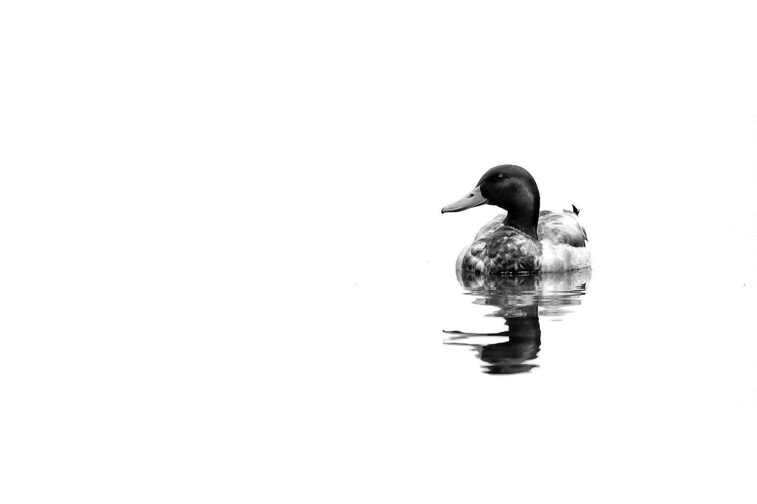 Mallard Duck Reflections