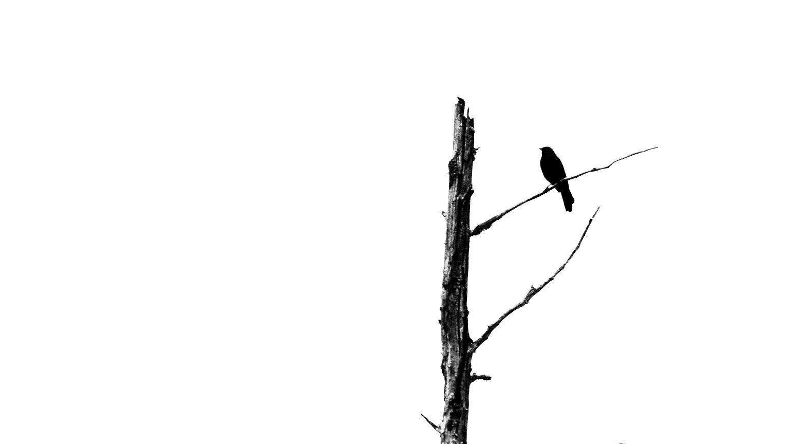 Grackle in a Tree
