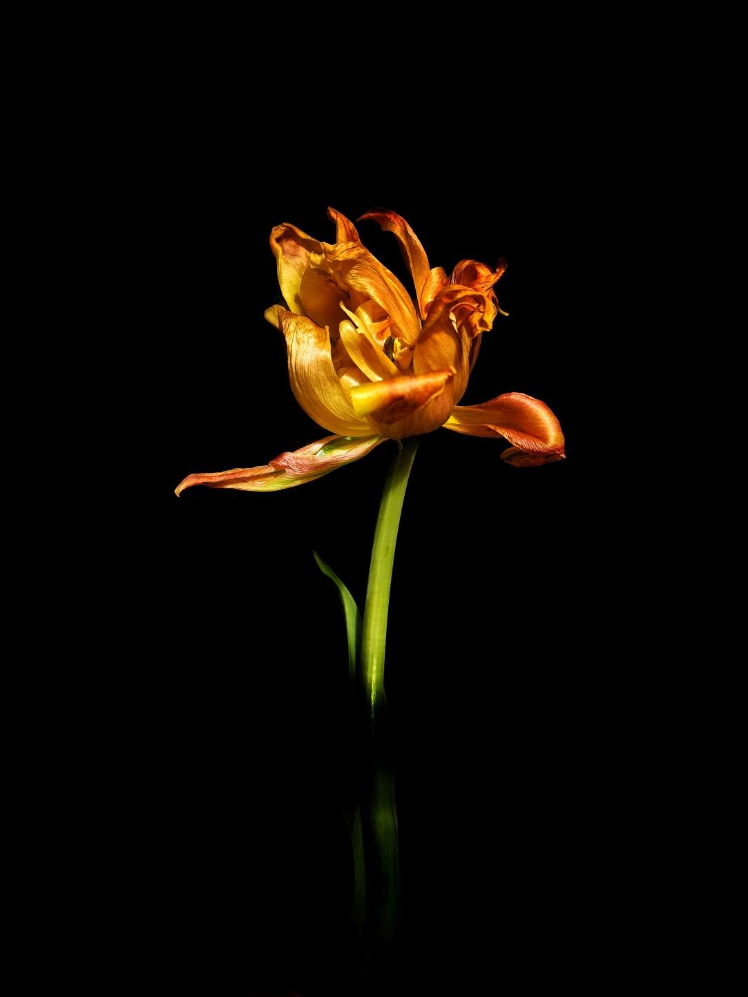 Orange Tulip Dancing