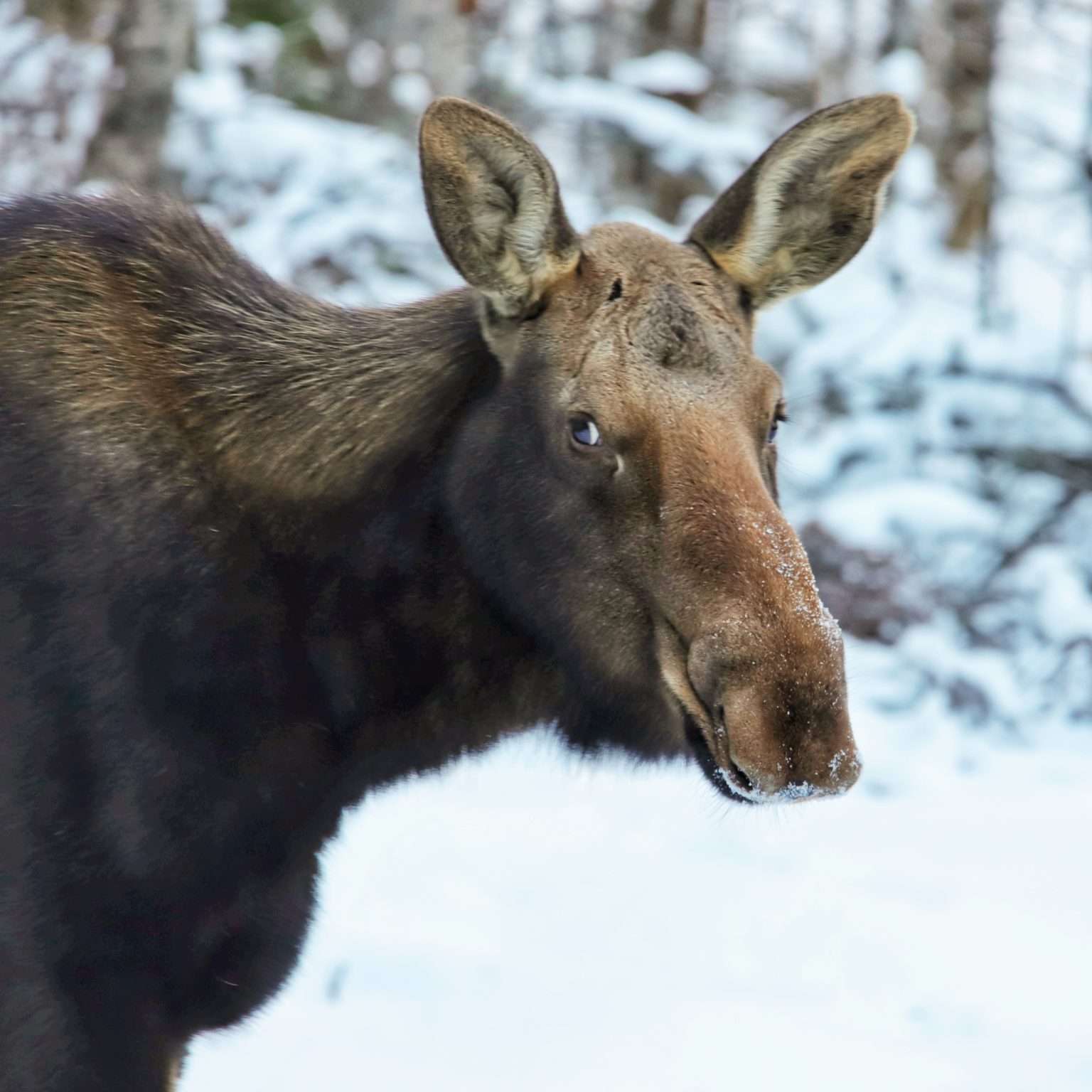 Moose in Winter