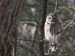 Barred Owl