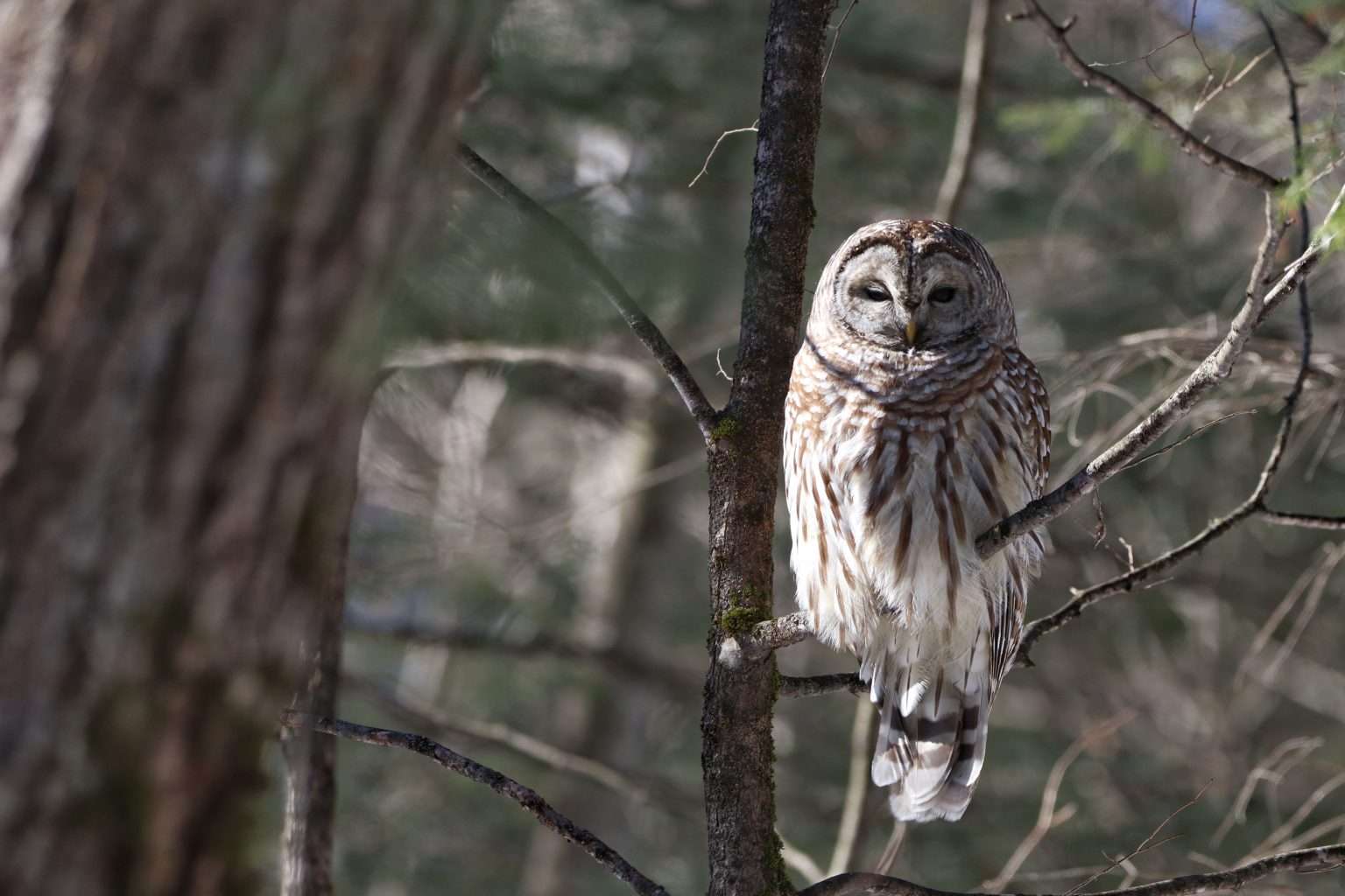 Barred Owl