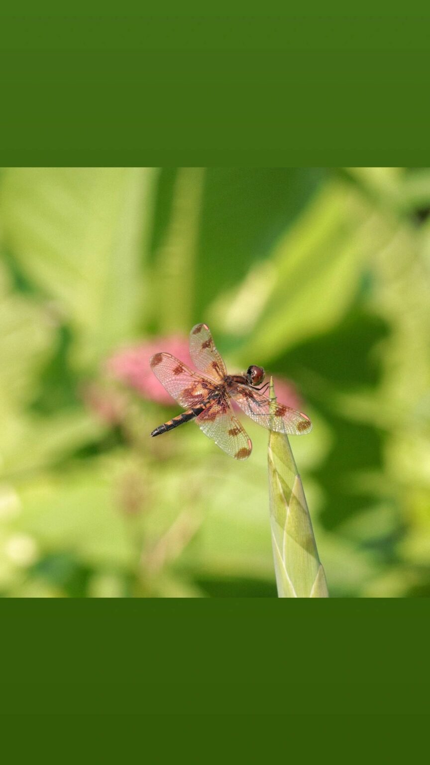 Dragonfly in the Garden