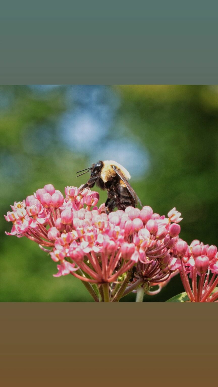 Bumblebee on Milkweed Flowers
