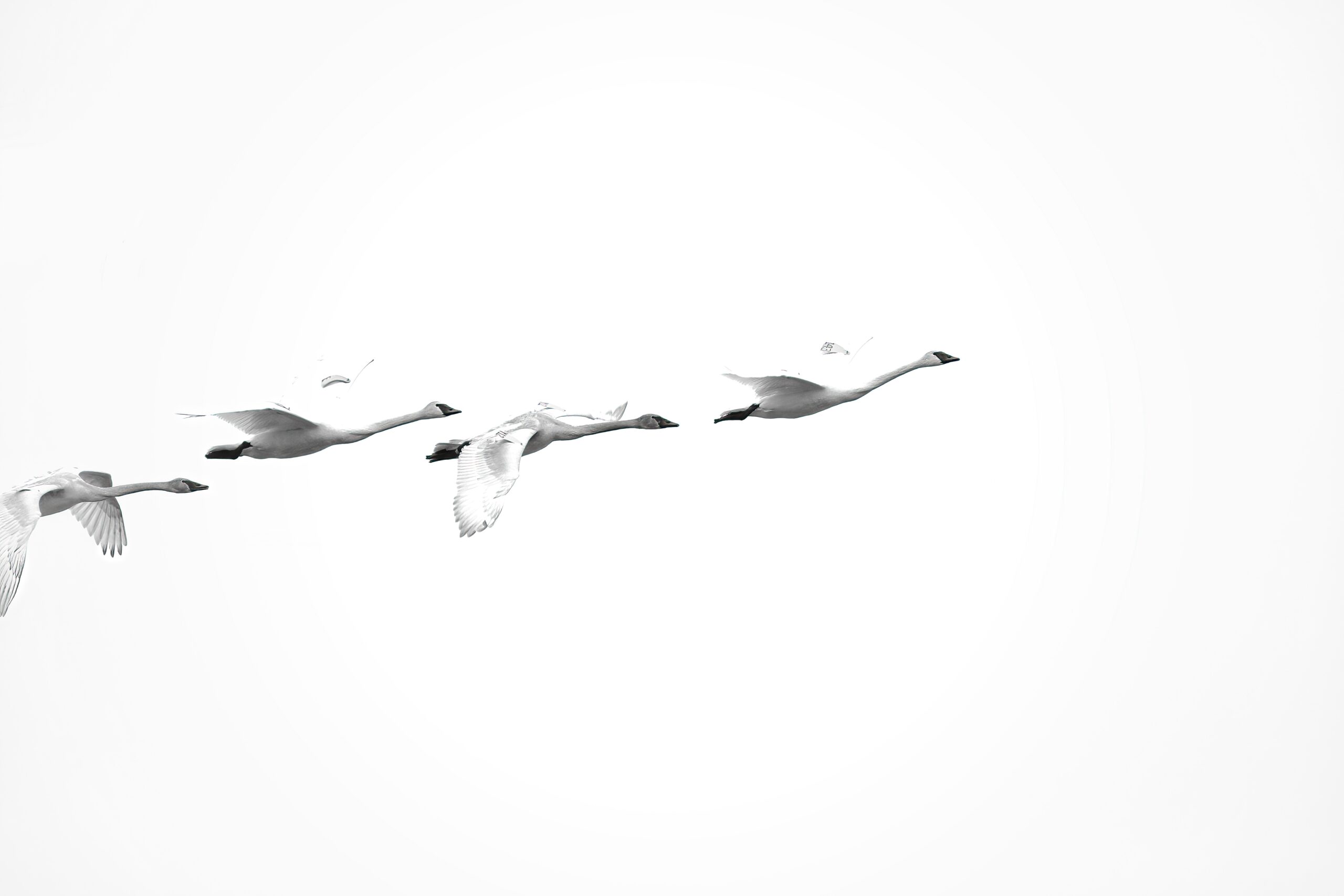 Trumpeter Swans